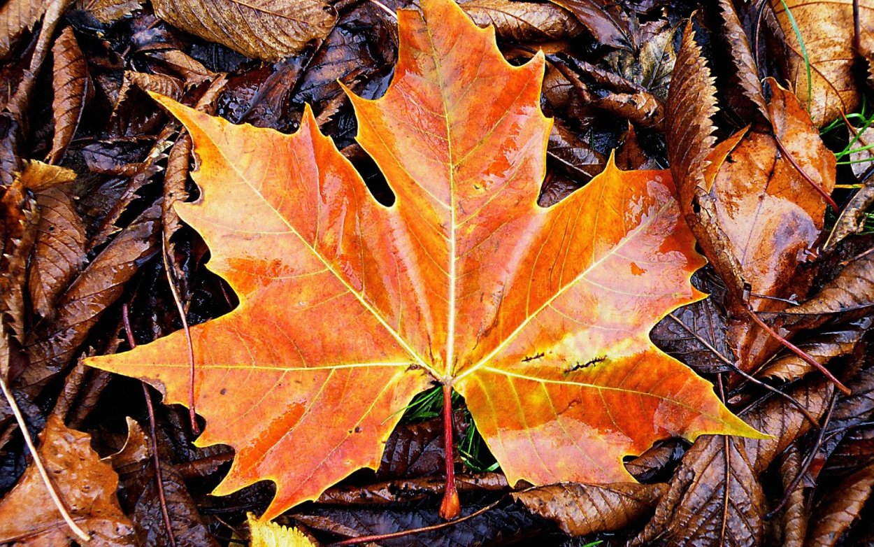 Осень листва