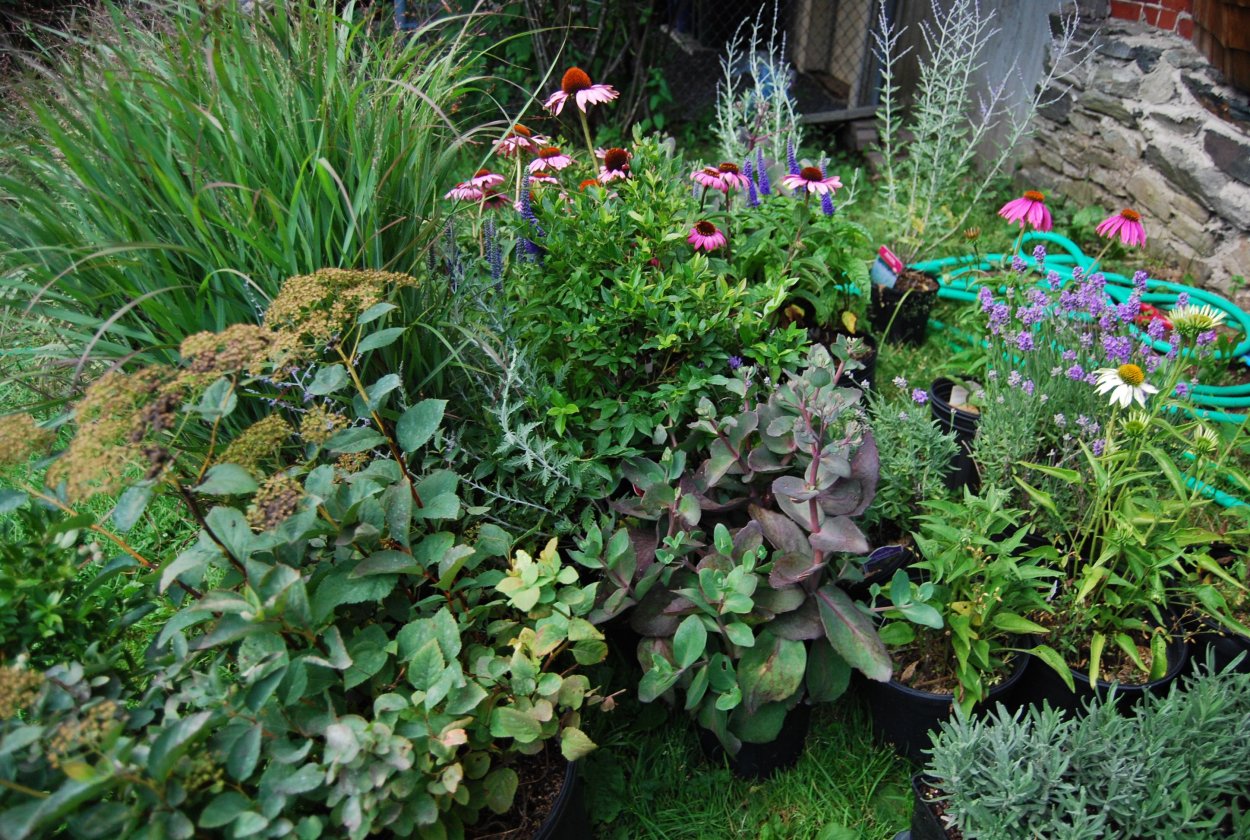 Садовая традесканция в цветнике