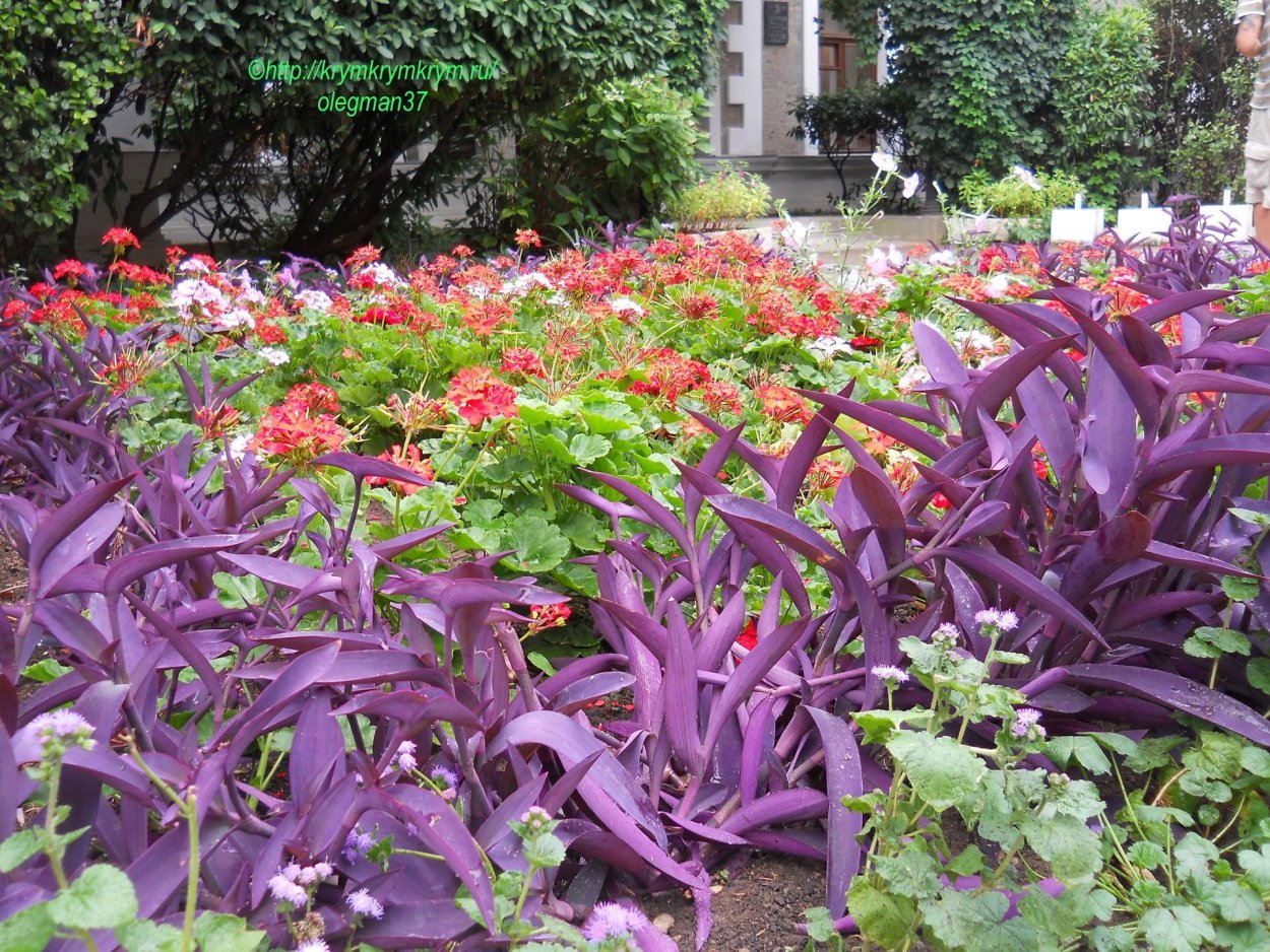 Традесканция Садовая на клумбе