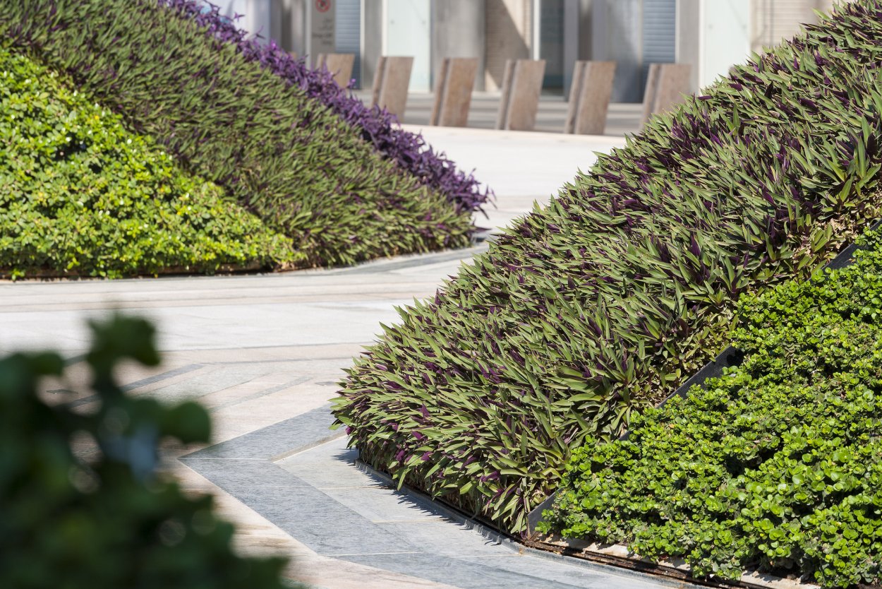 Озеленение Абу Даби