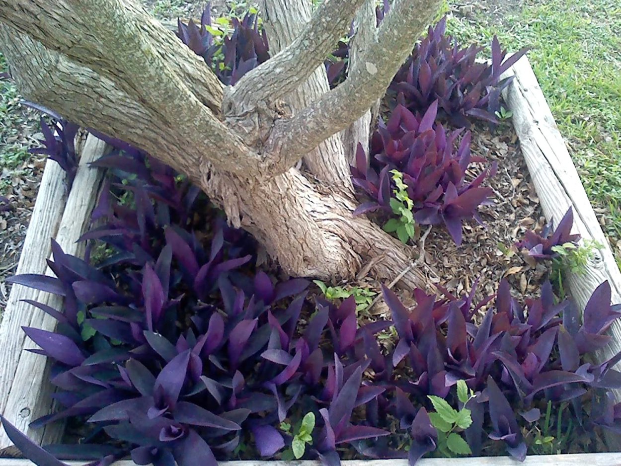 Сеткреазия пурпурная на клумбе