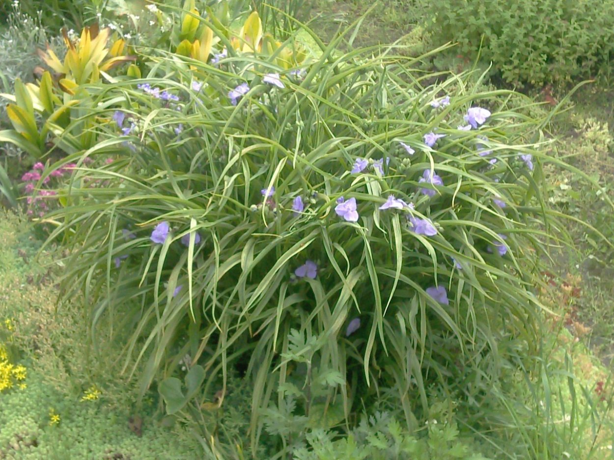 Хоста традесканция