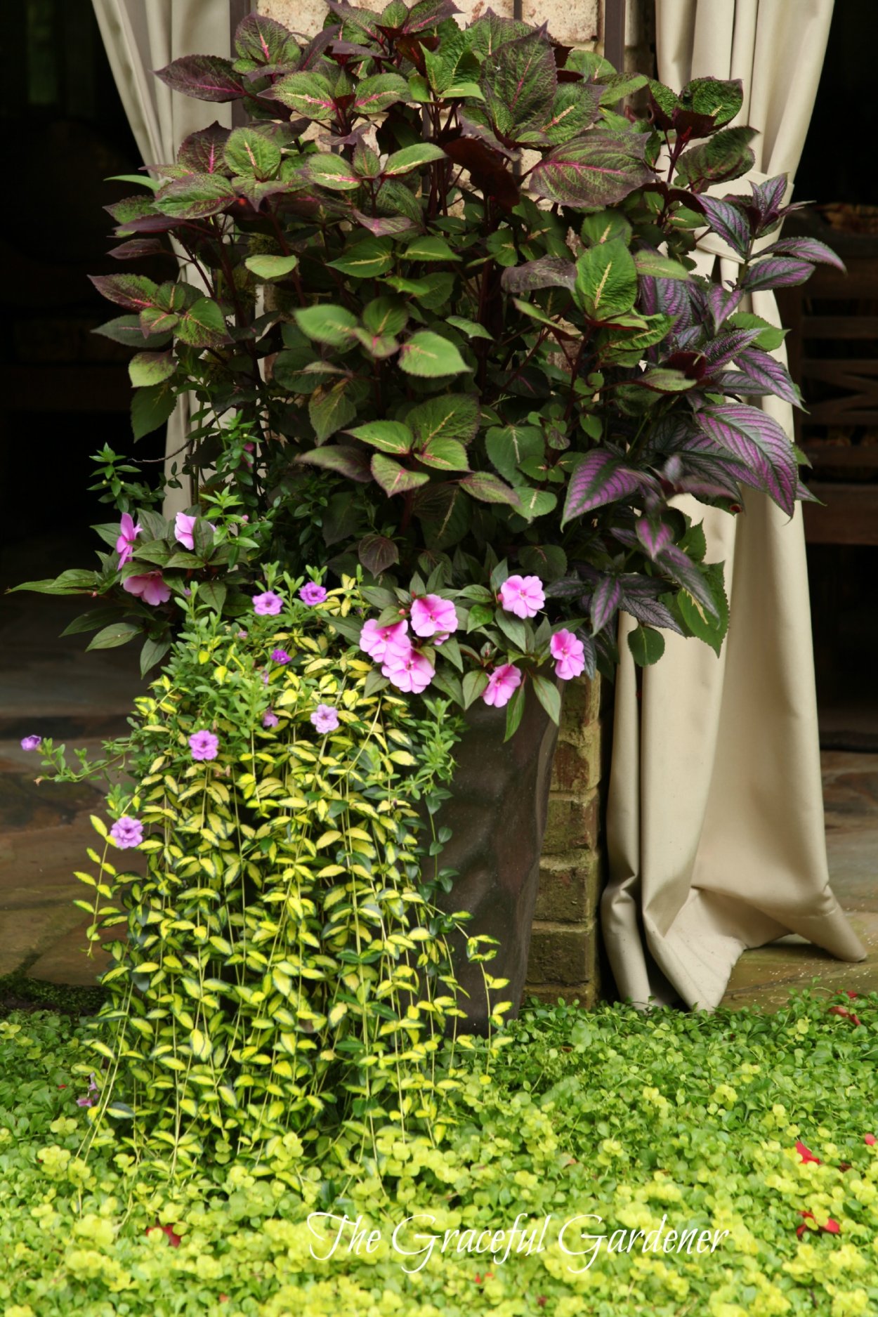 Дихондра колеус калибрахоа традесканция