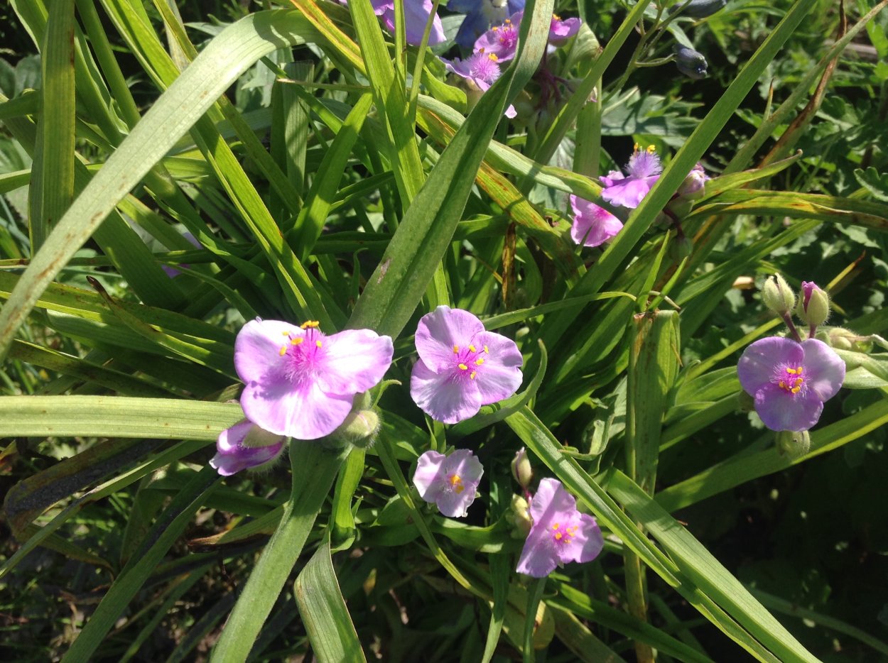 Традесканция Шарлотта Charlotte