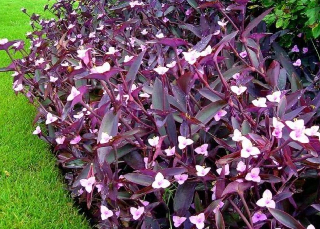 Традесканция Садовая пурпурная