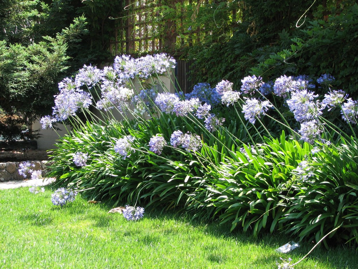 Agapanthus Lilliput