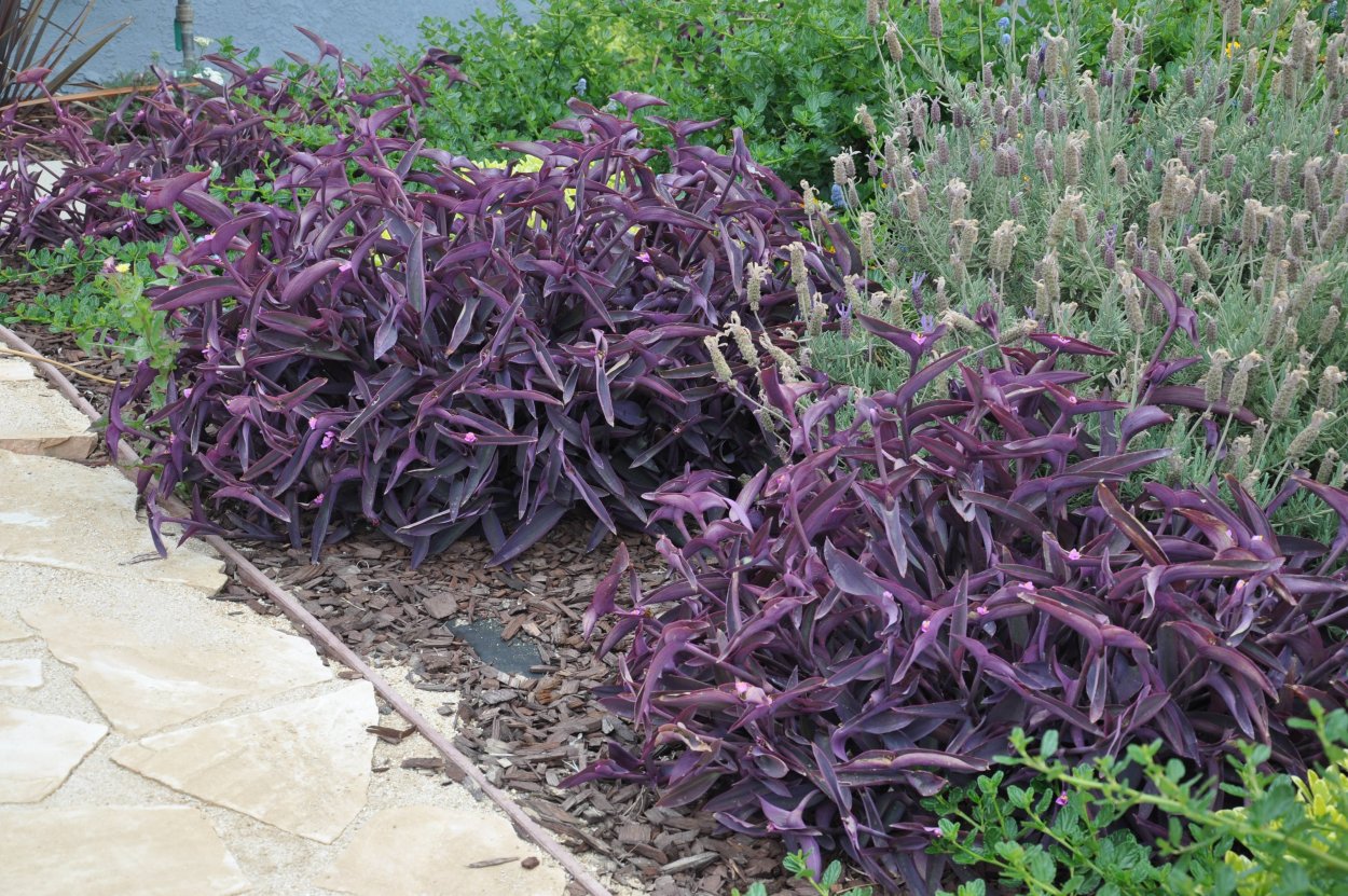 Традесканция Паллида Пурпуреа