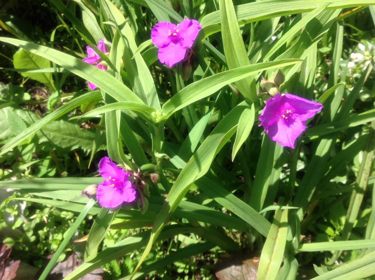 Традесканция Садовая малиновая