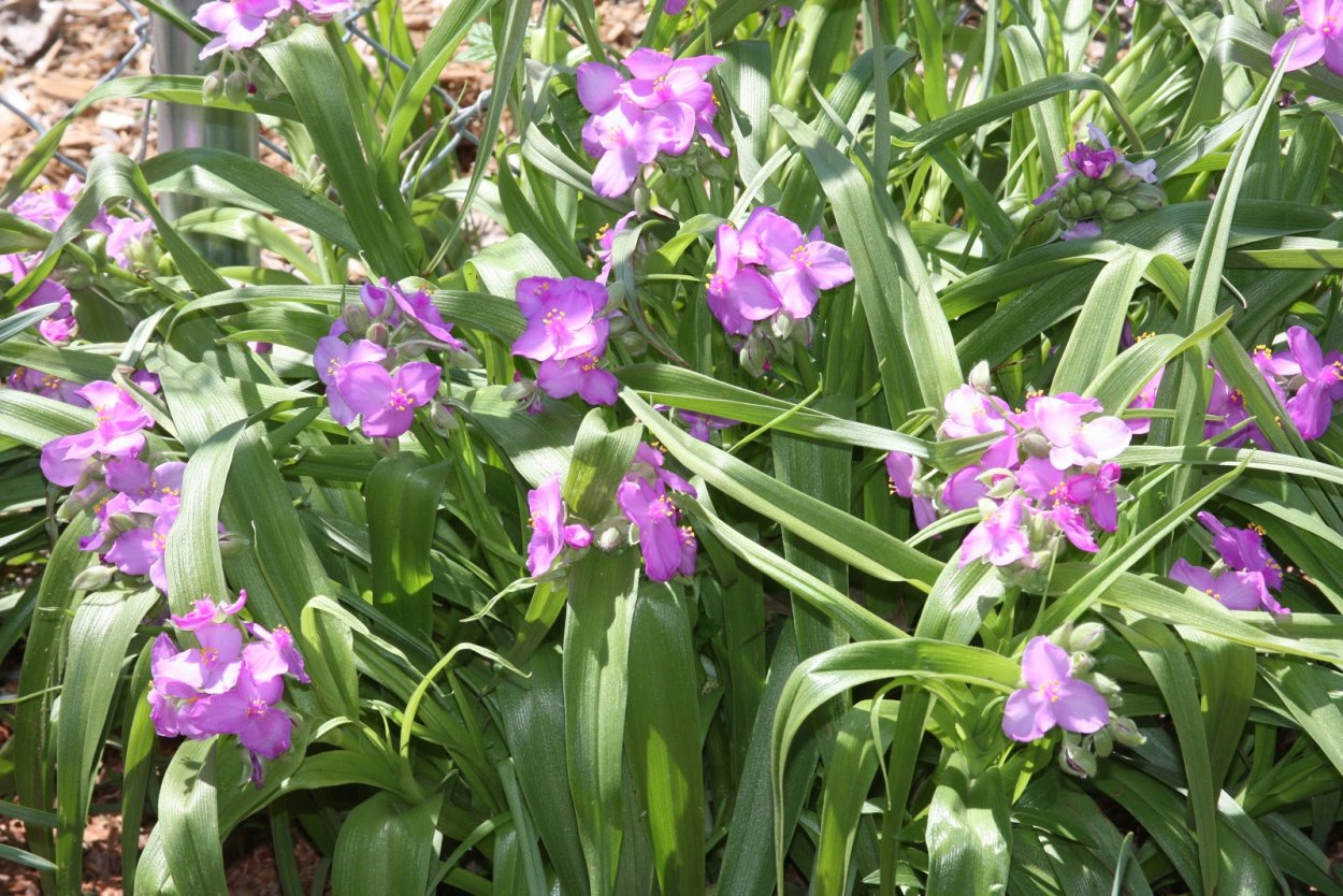 Традесканция Андерсона 'Charlotte'