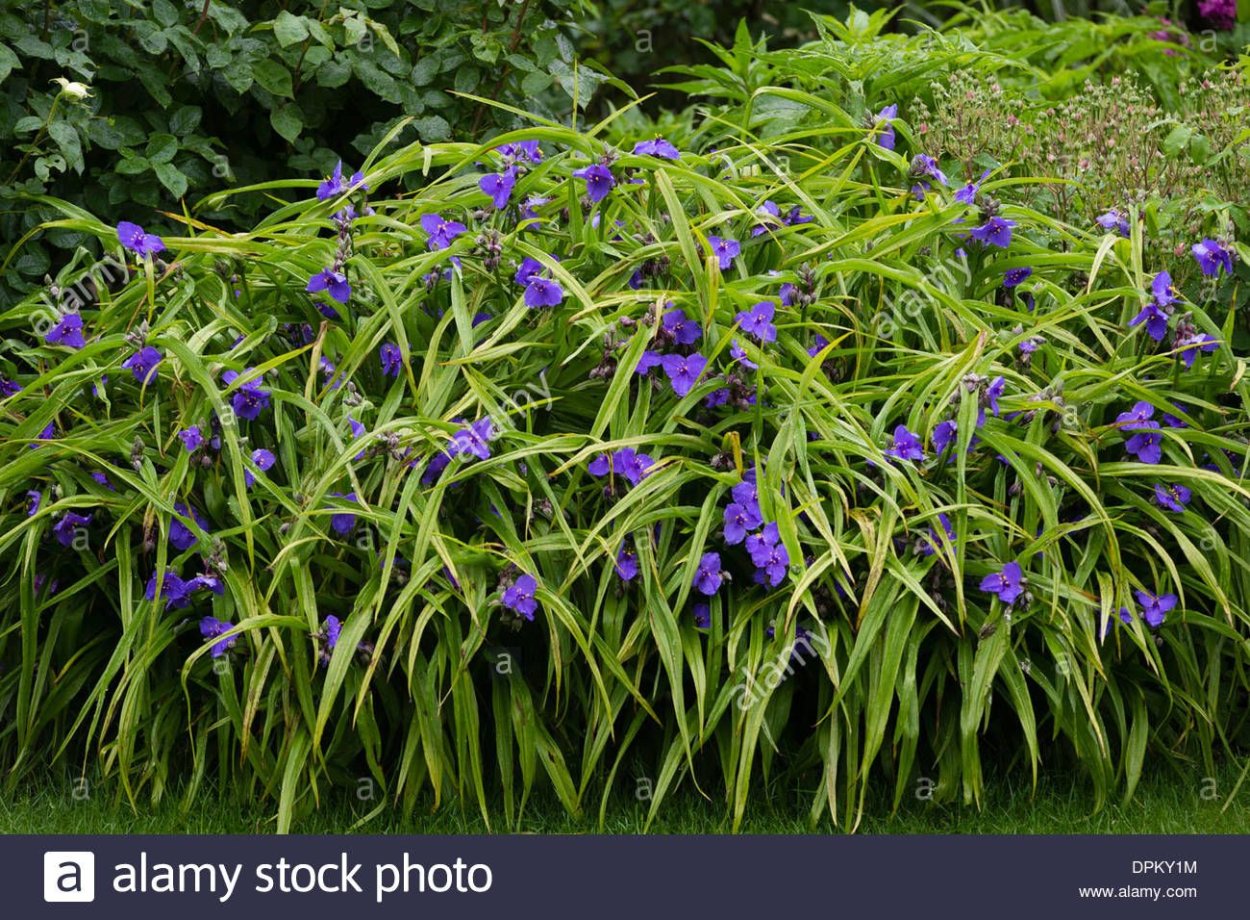 Традесканция Шарлотта