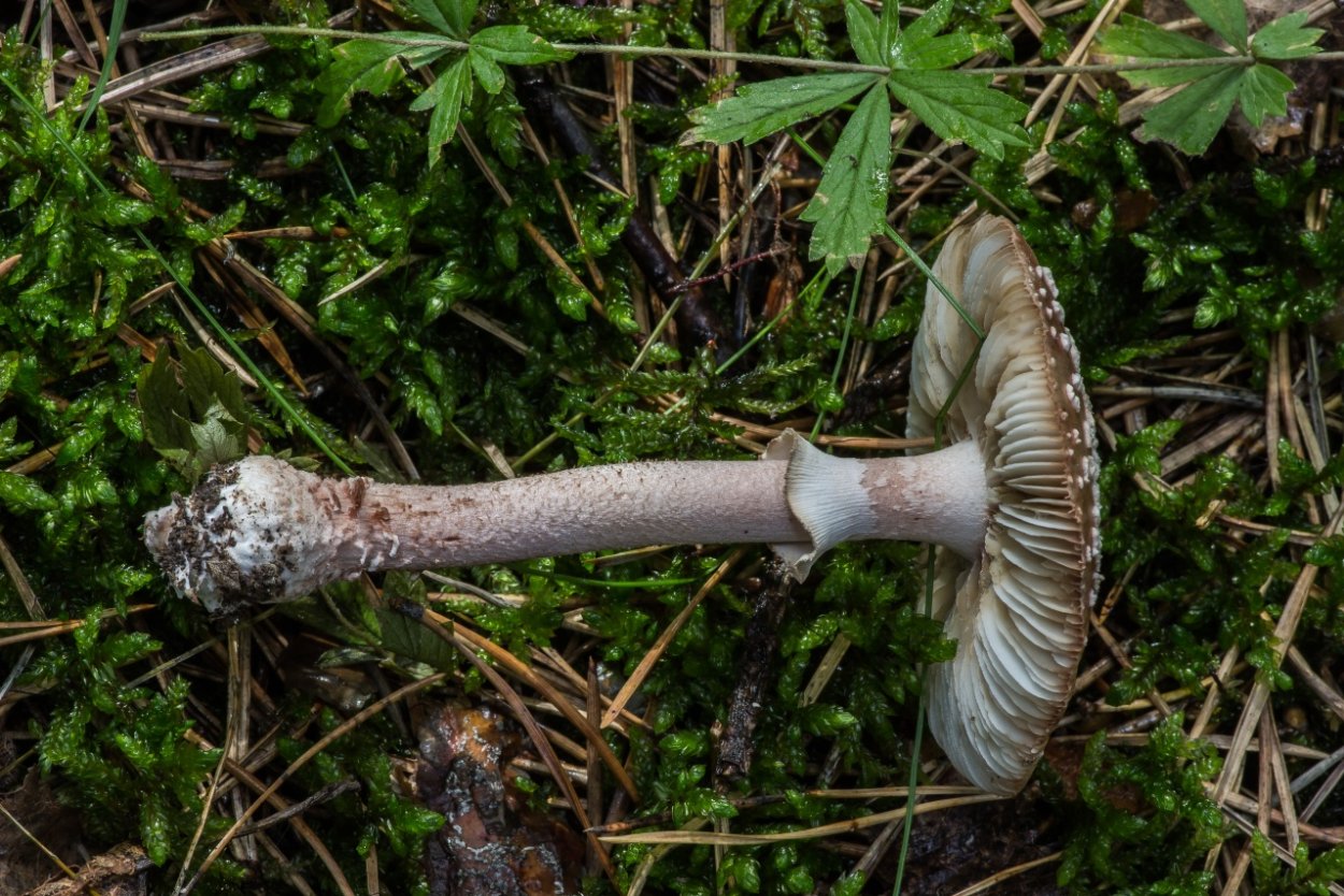 Аманитовые грибы