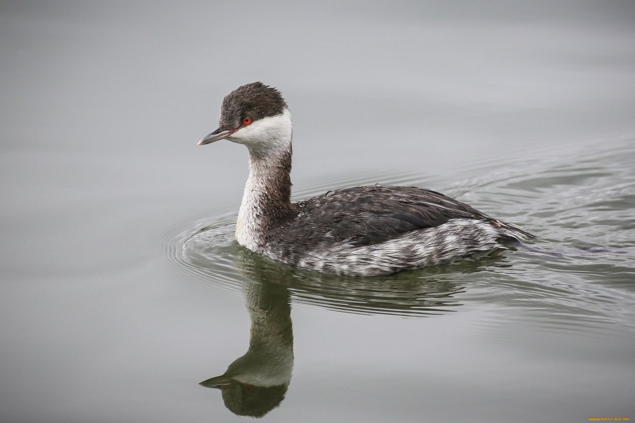 Капюшонная поганка