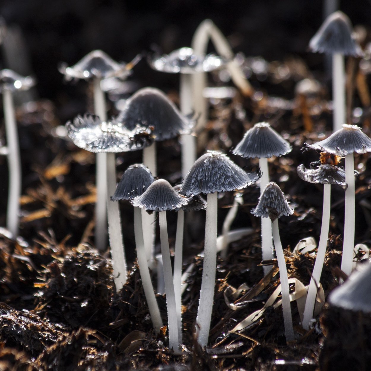 Мухомор пантерный Amanita pantherina