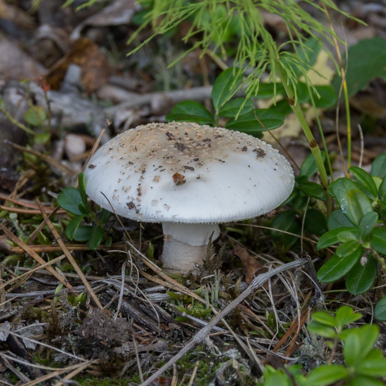Гриб Amanita rubescens