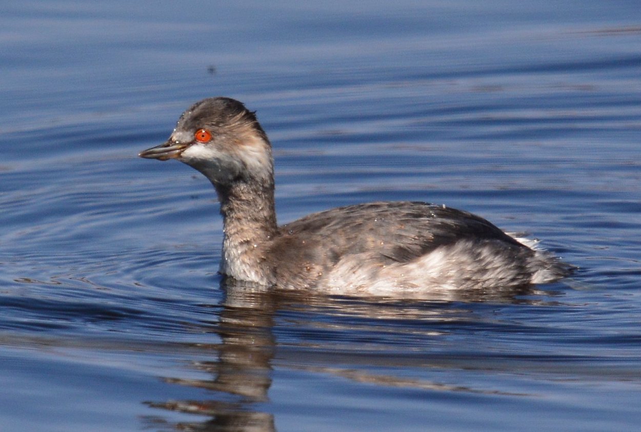 Черношейная поганка самец и самка