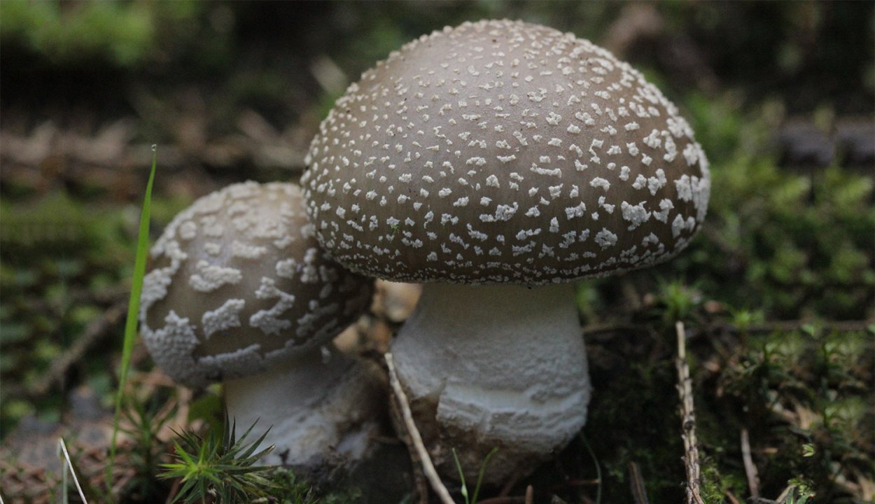 Велум гриба