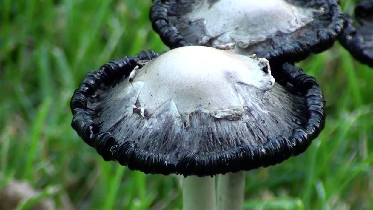 Гриб навозник чернильный