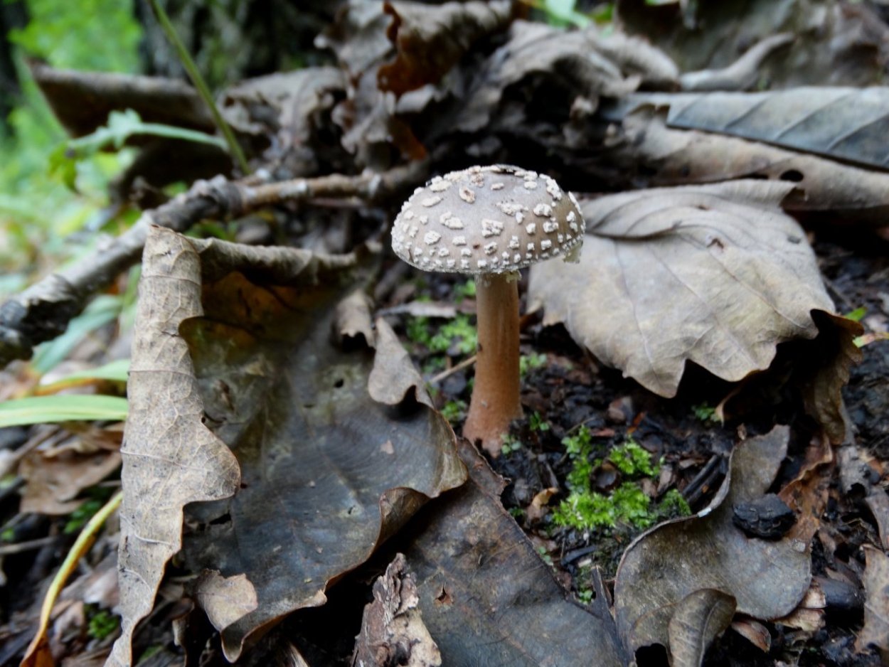 Мухомор жемчужный