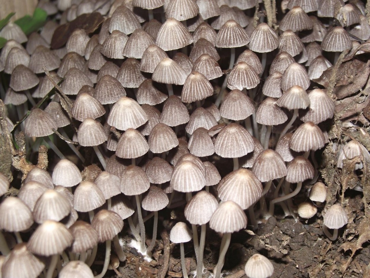 Навозник белый Coprinus comatus