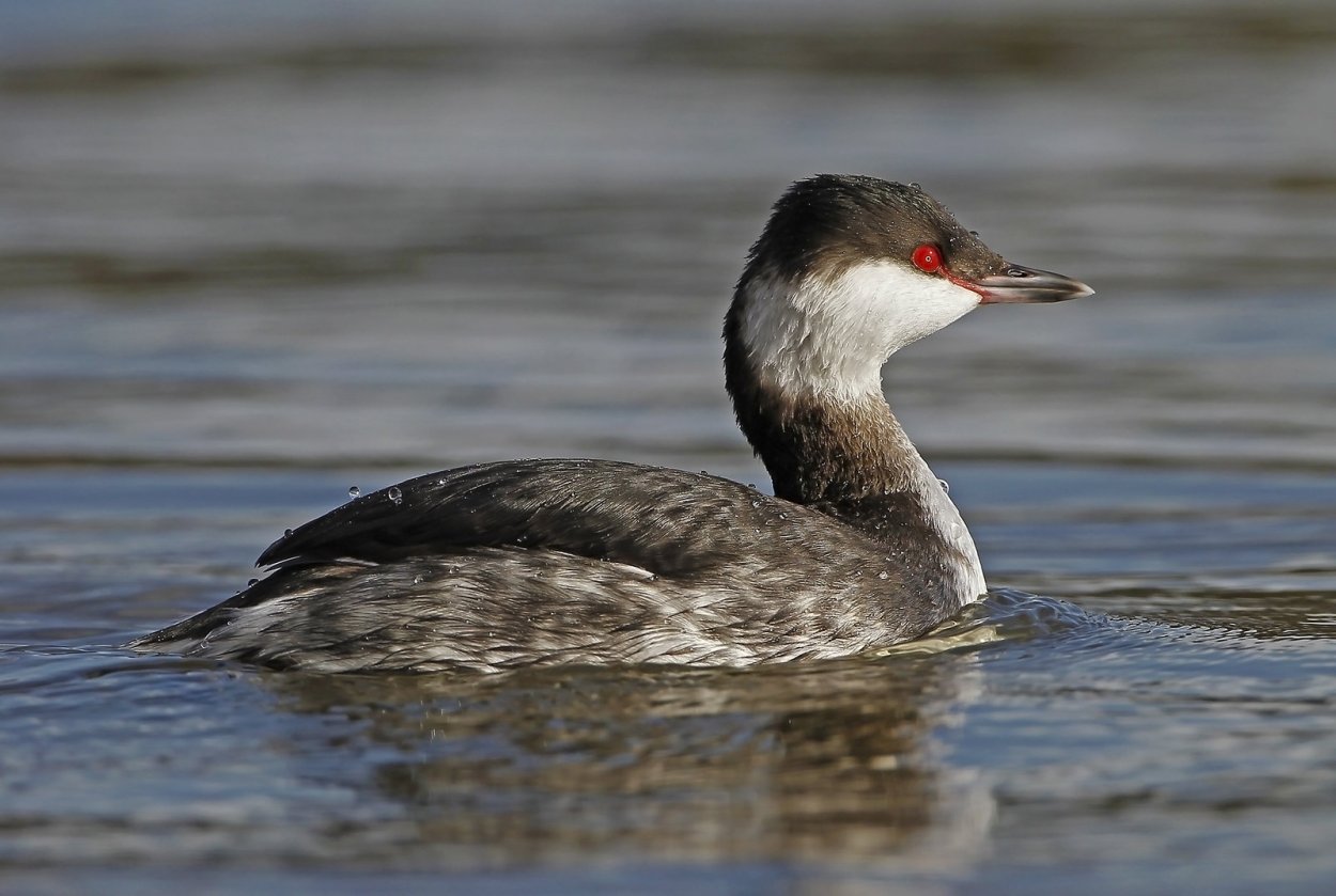 Рогатая поганка