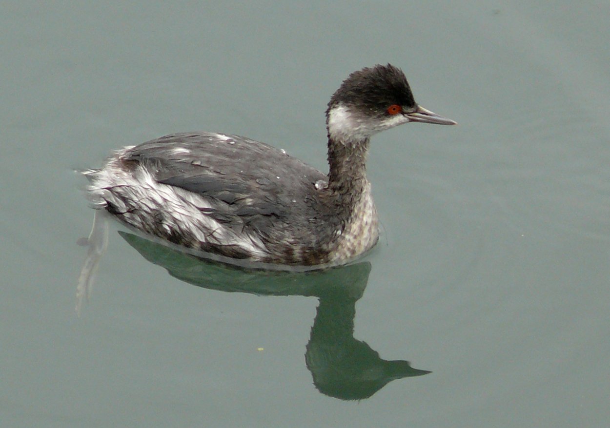 Черношейная поганка гнездо
