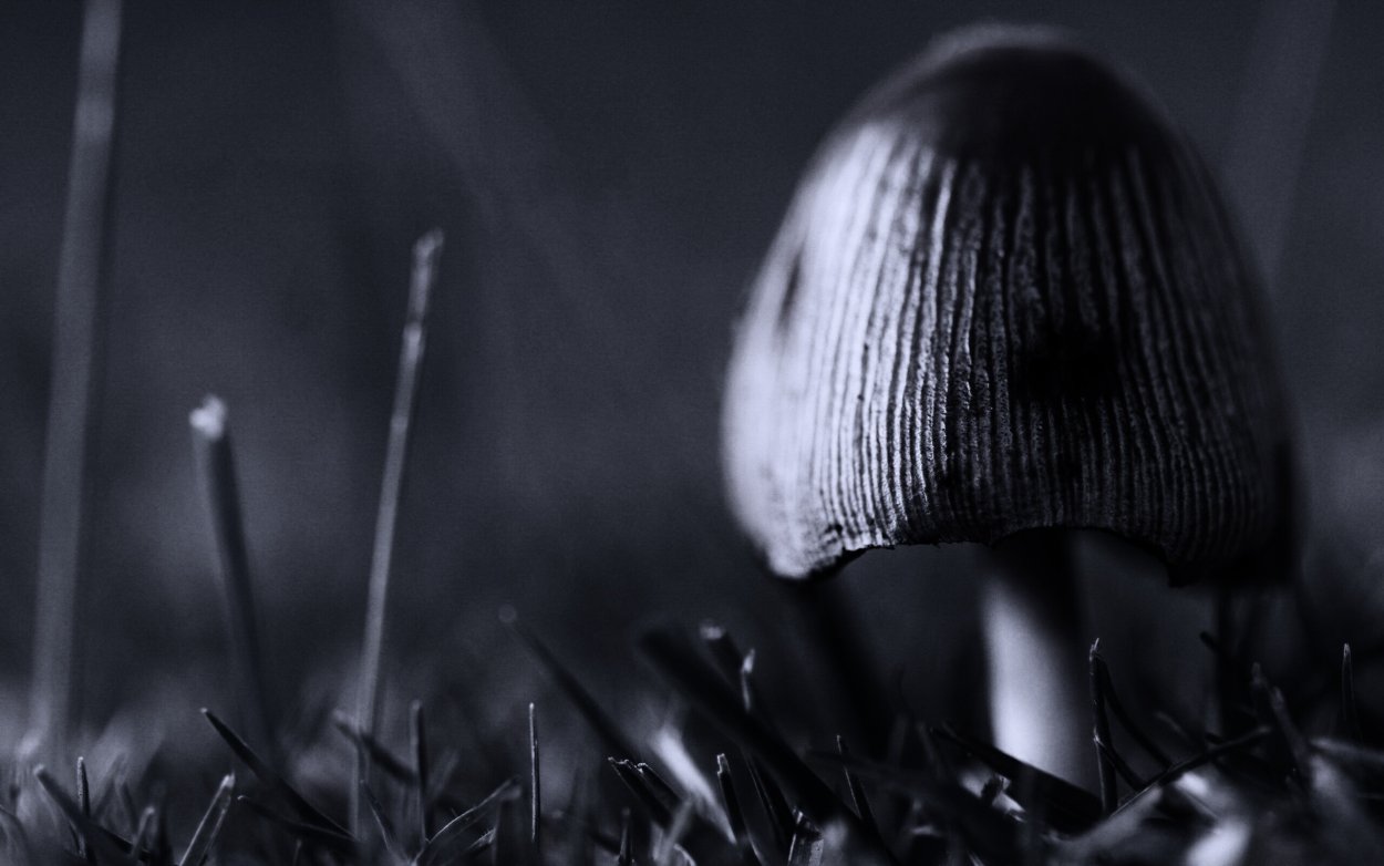 Поганки Эстетика