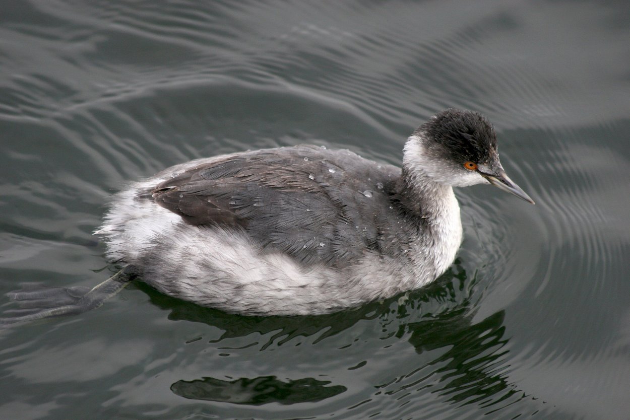 Мухомор серо-розовый Amanita rubescens