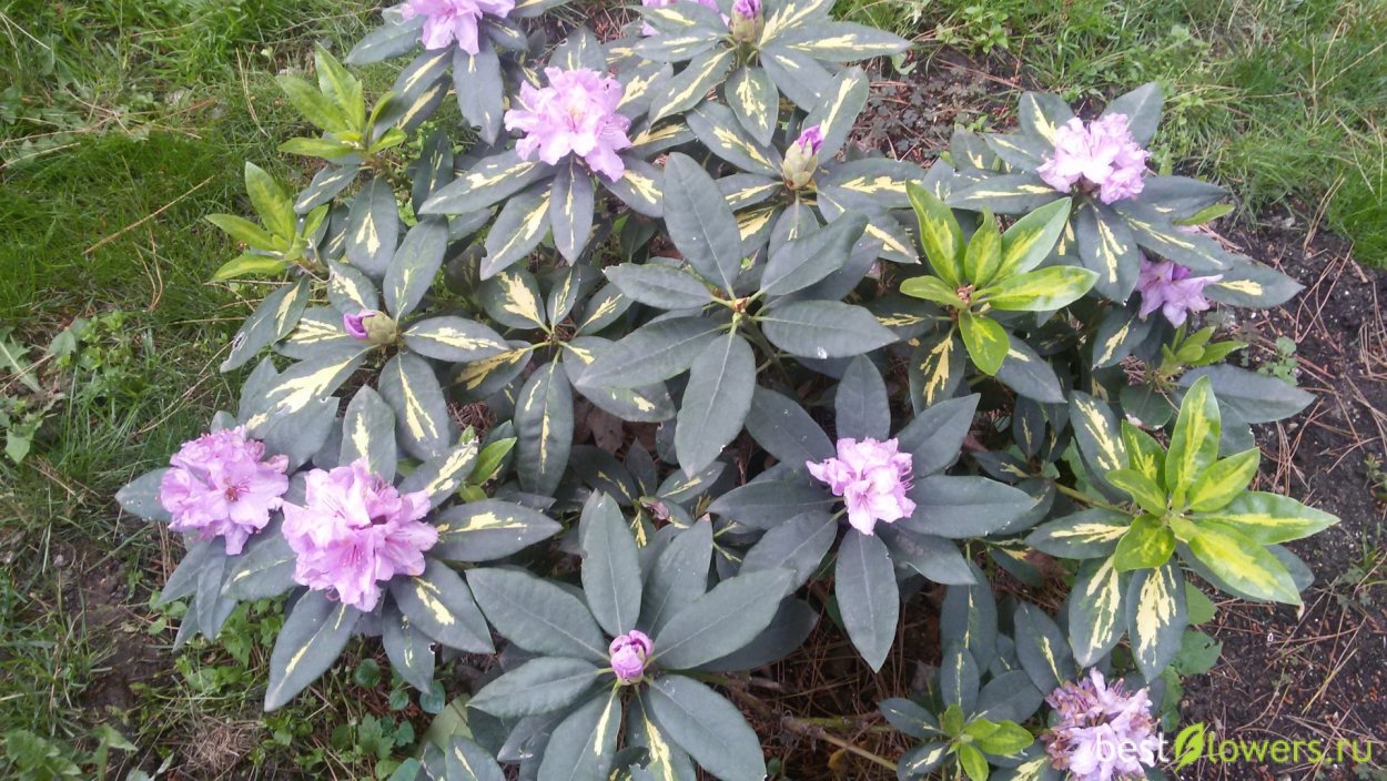 Азалия японская Силвер Сворд