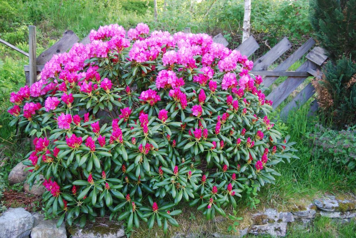 Рододендрон Busuki