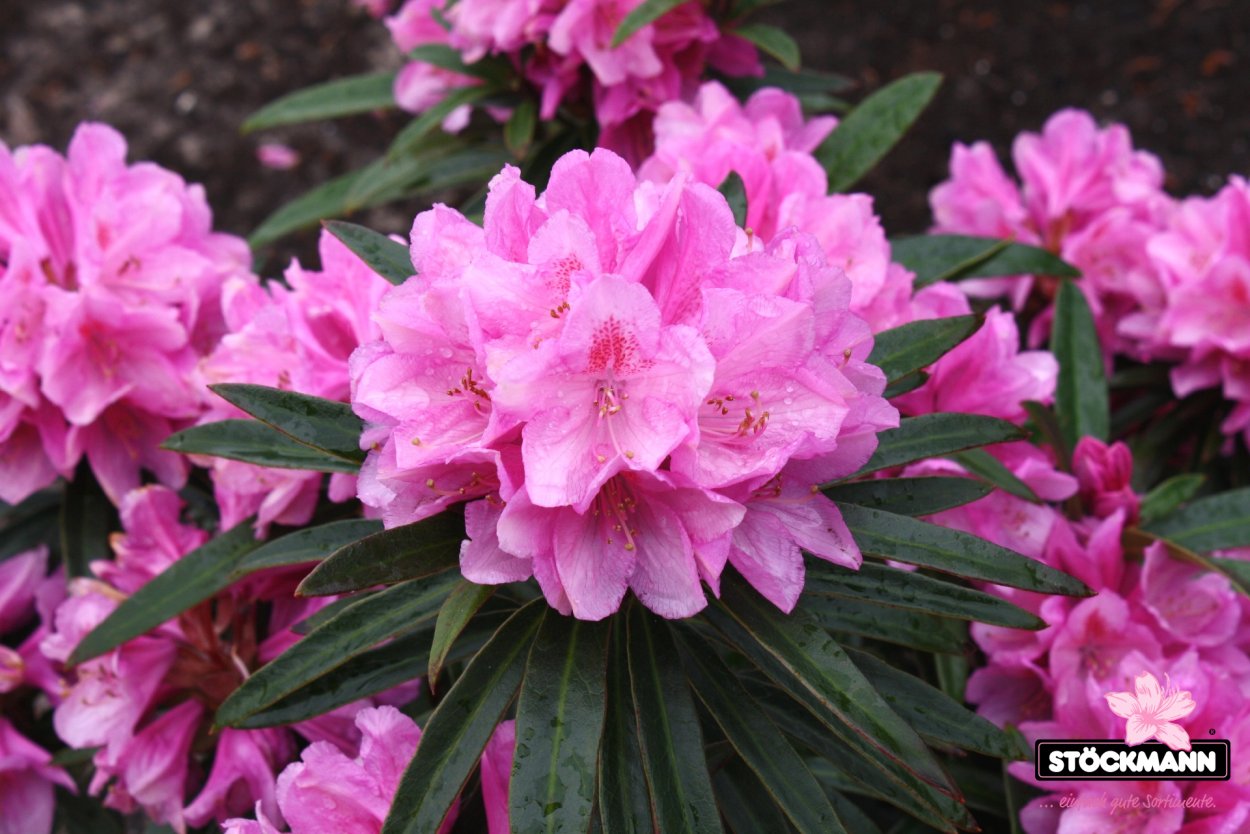 Азалия вариегатная