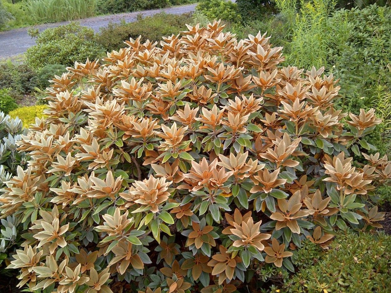 Вариегатный рододендрон хот шот