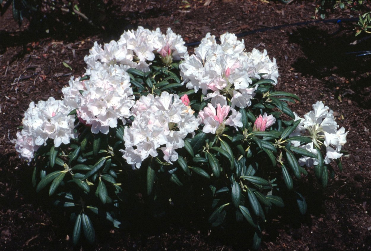 Рододендрон Понтийский