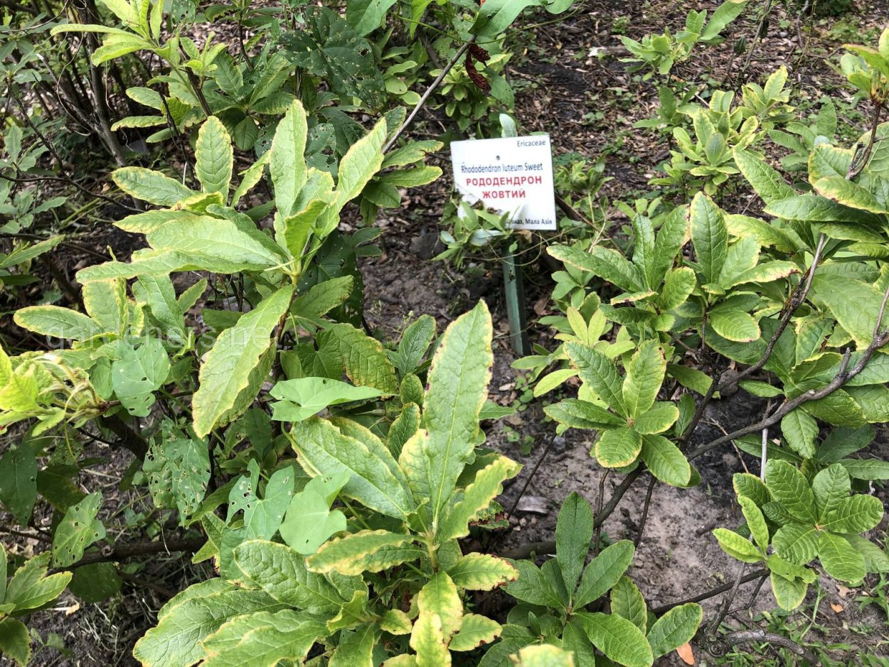 Рододендрон Грациелла