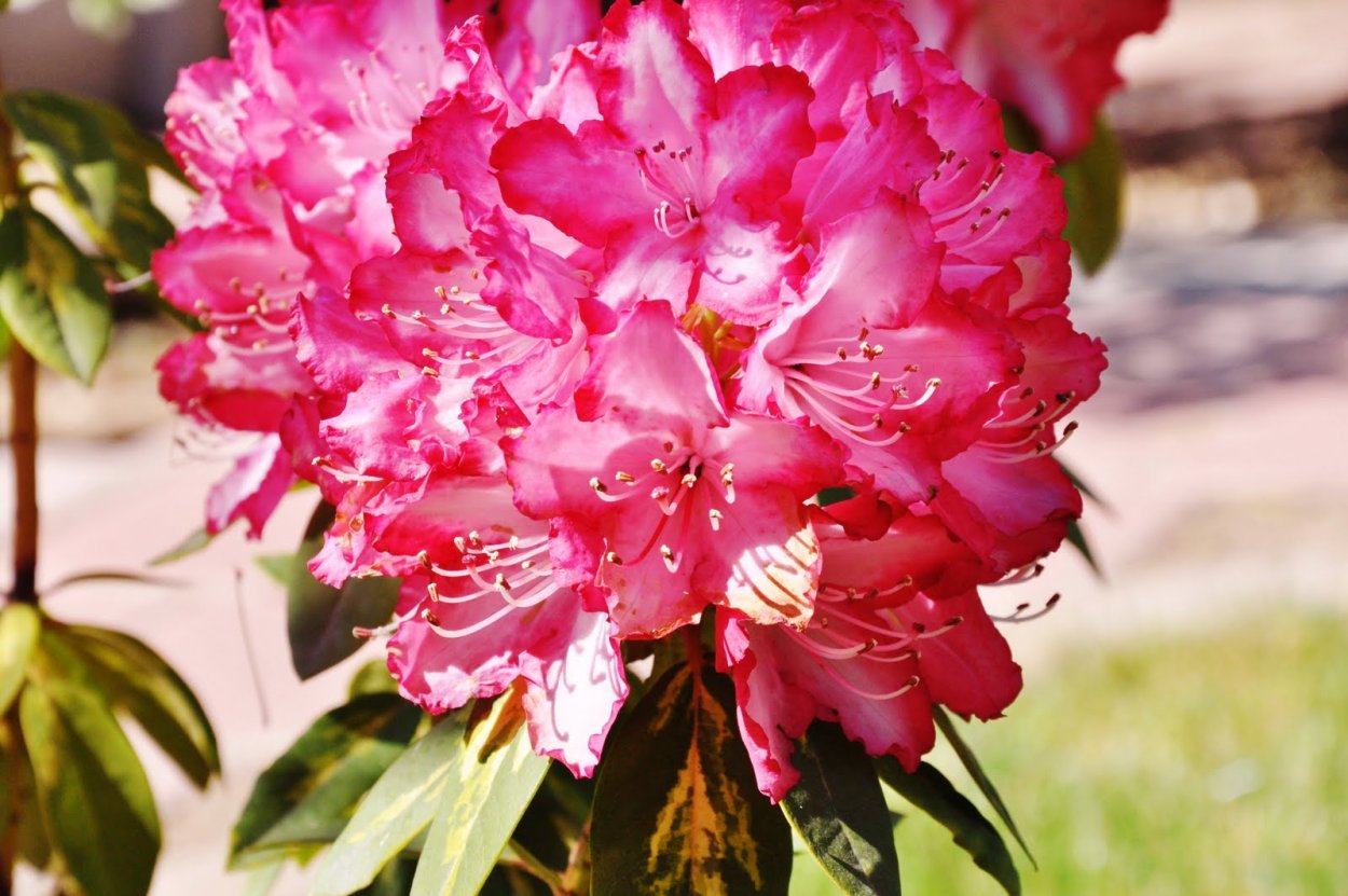 Рододендрон Дагмар