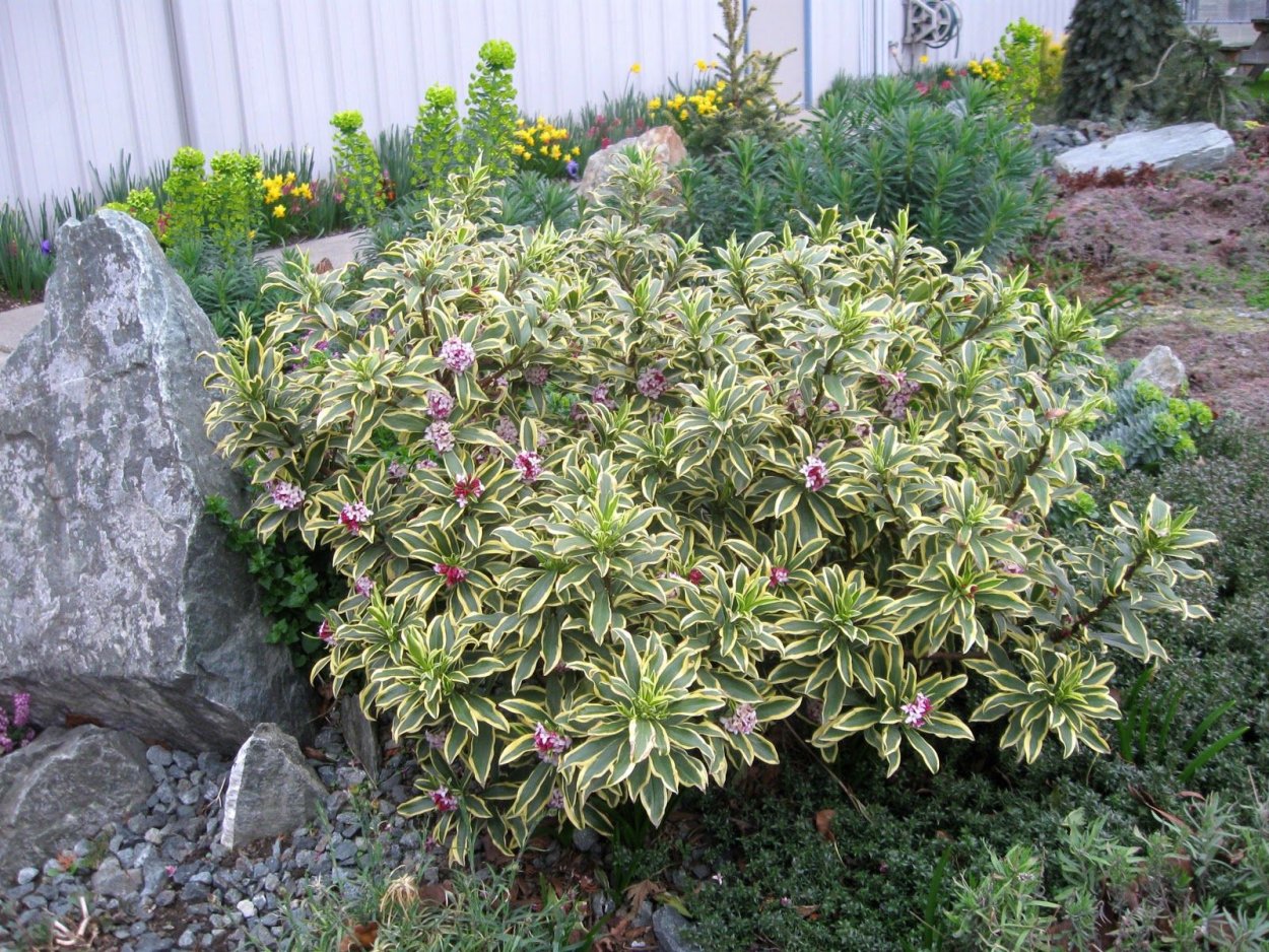 Рододендрон Голдфлиммер