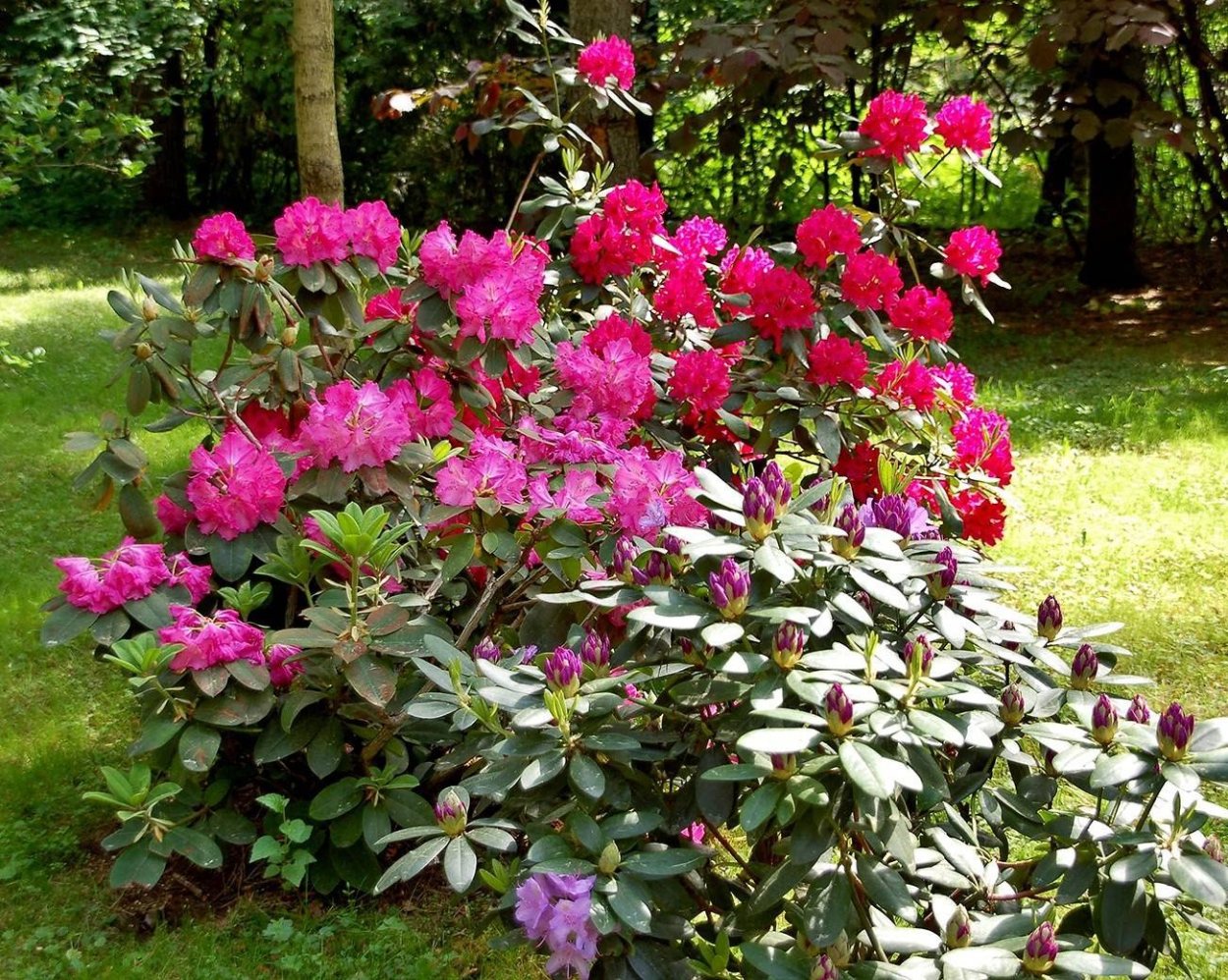 Рододендрон von Oheimb Woislowitz