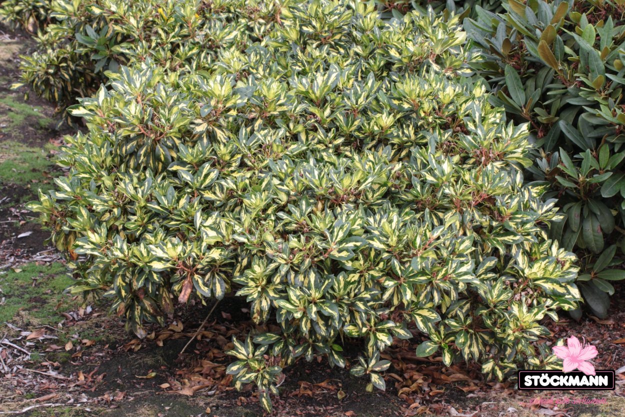 Рододендрон пестролистный