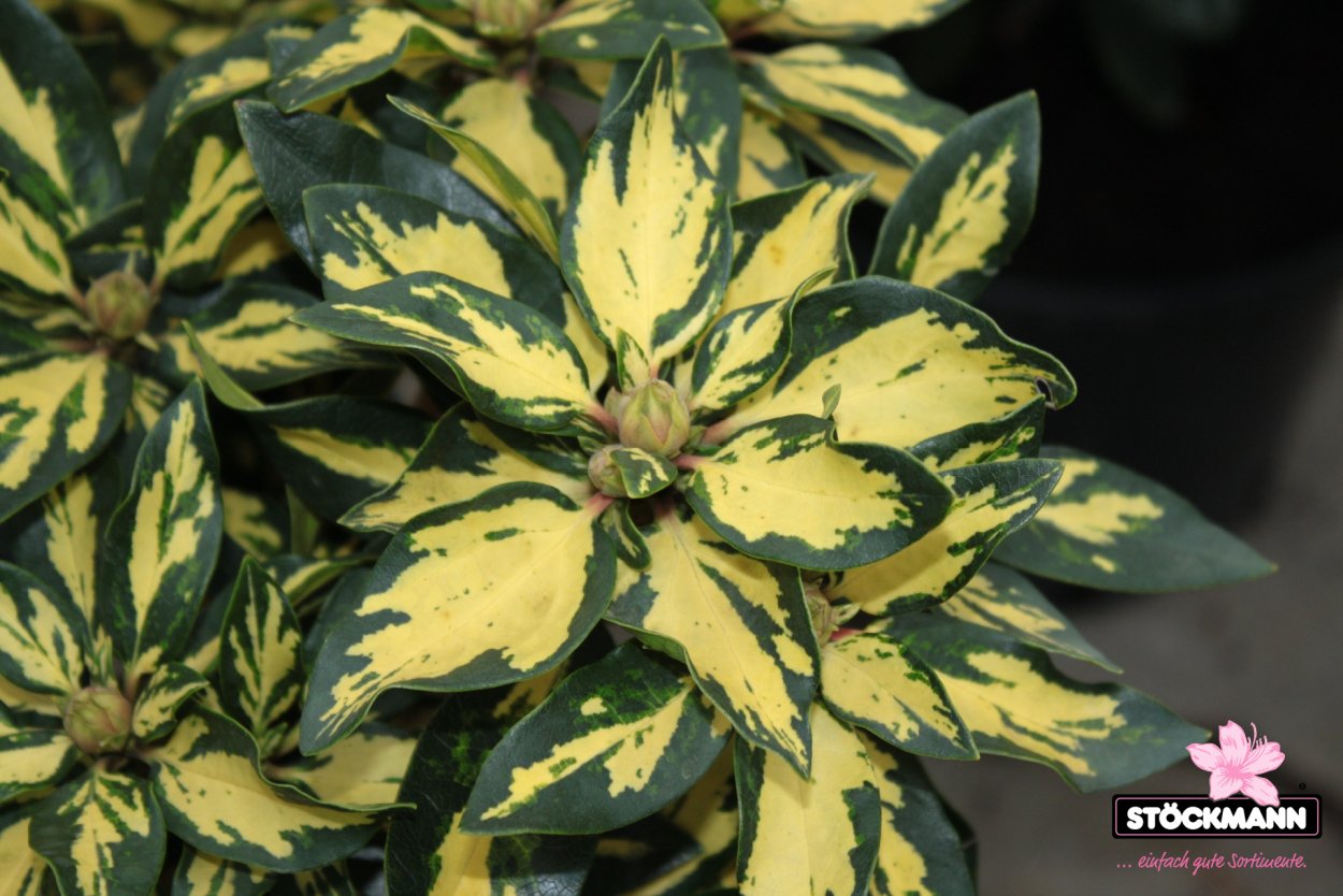 Рододендрон Blattgold