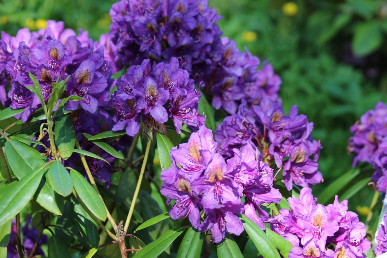 Рододендрон золотистый Rhododendron Aureum