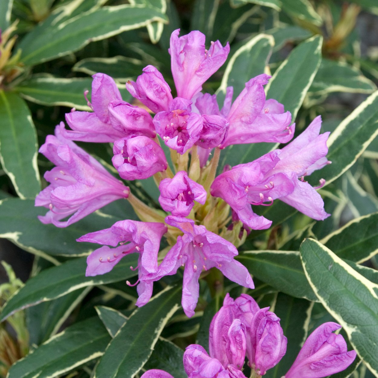 Рододендрон Бурави - Rhododendron bureavii