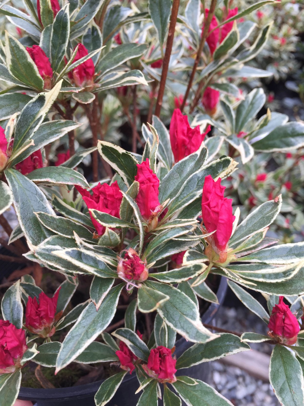 Рододендрон Pont. Variegatum