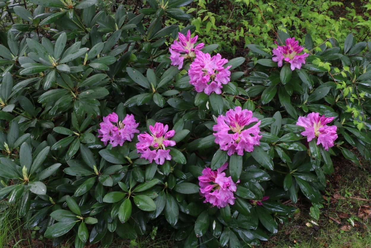 Рододендрон катевбинский