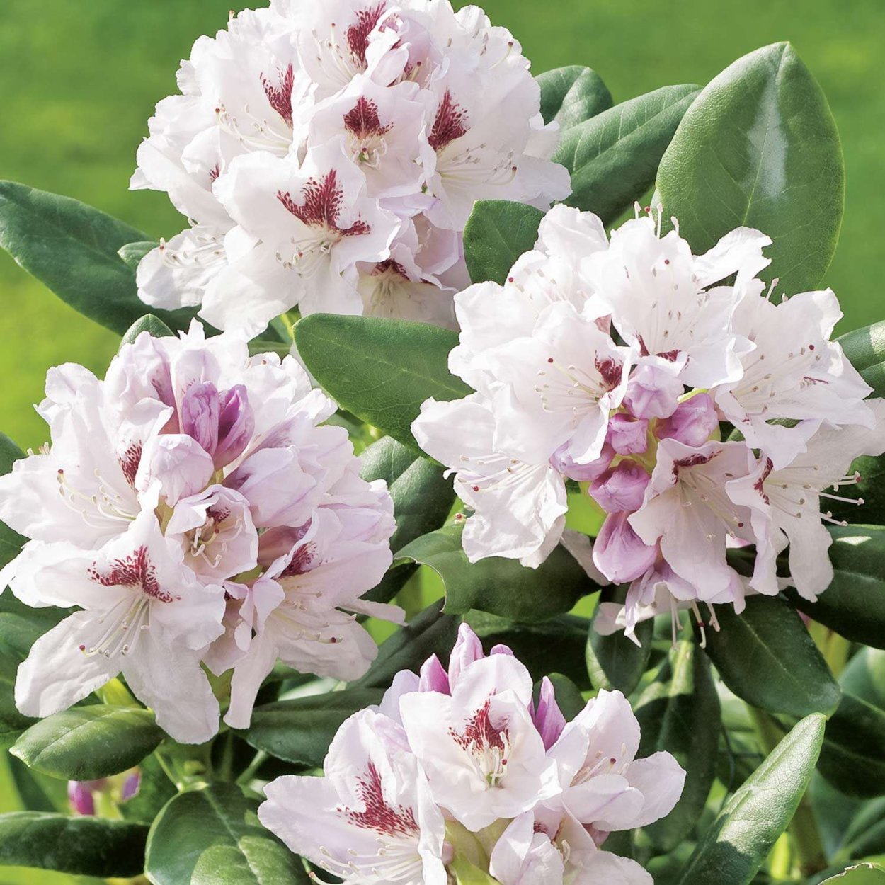 Рододендрон гибридный Голдфлиммер