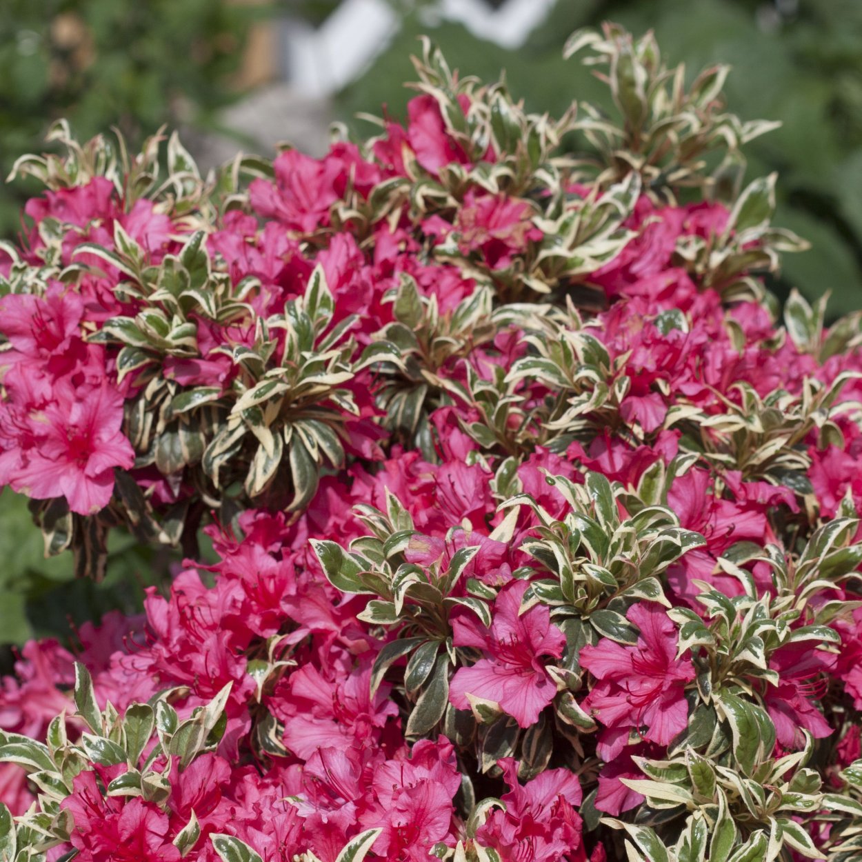 Азалия Обтусум