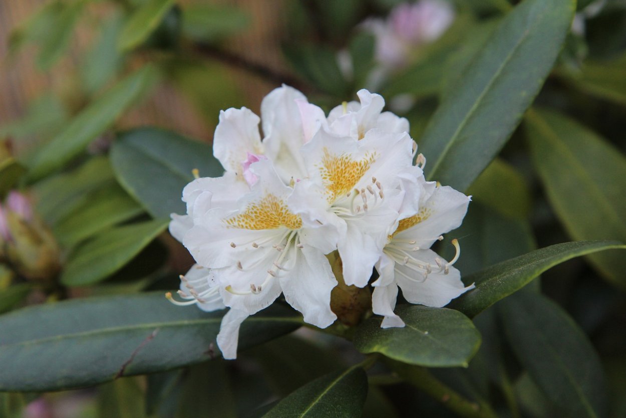 Вербелла куст