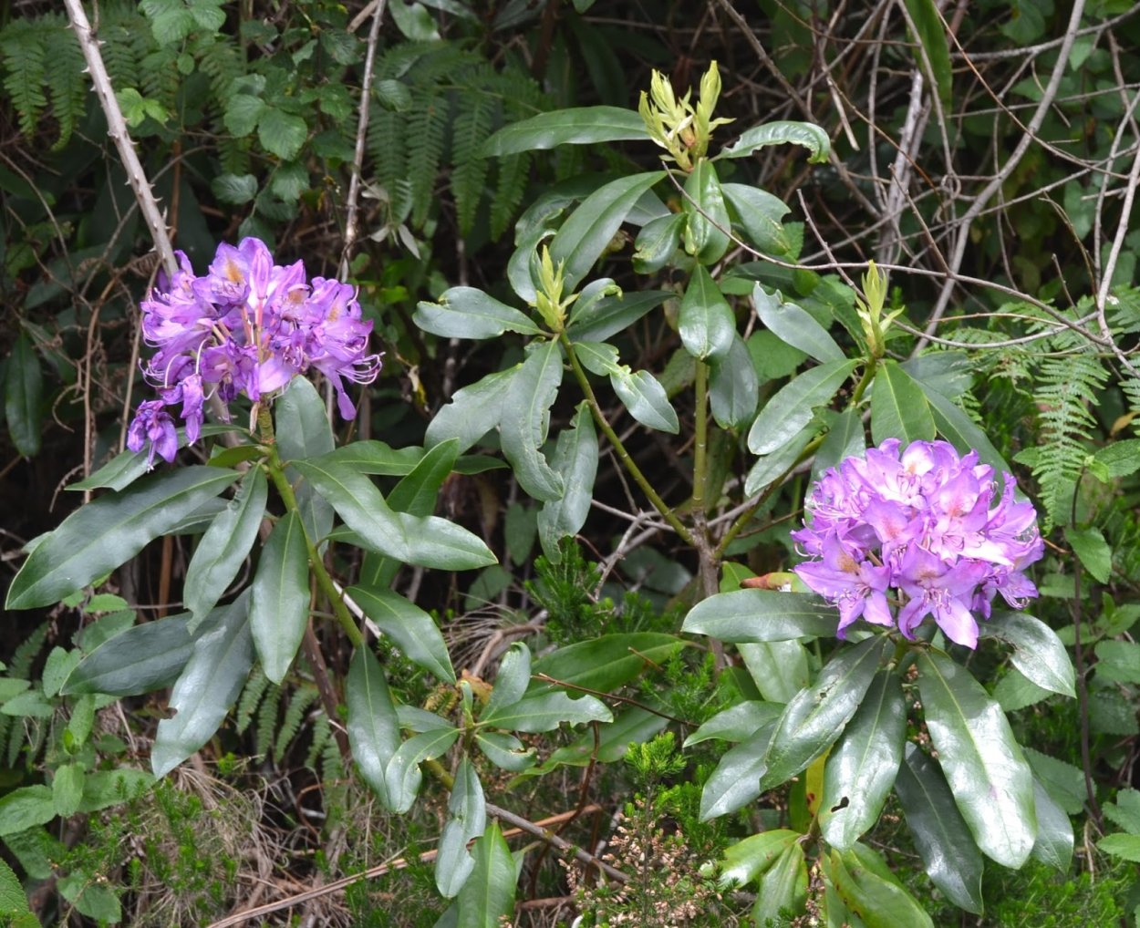 Азалия вариегатная