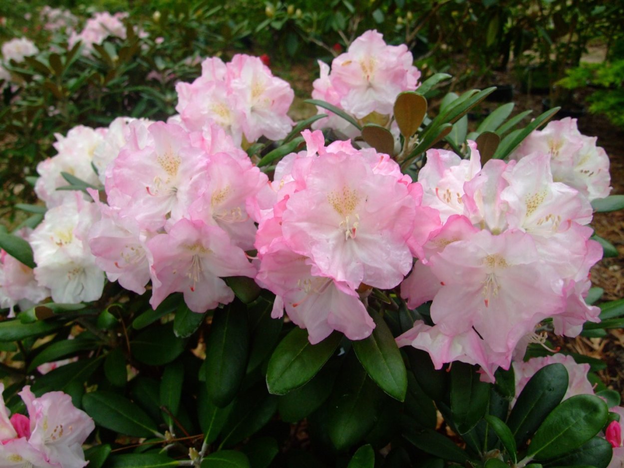 Рододендрон катевбинский Boursault