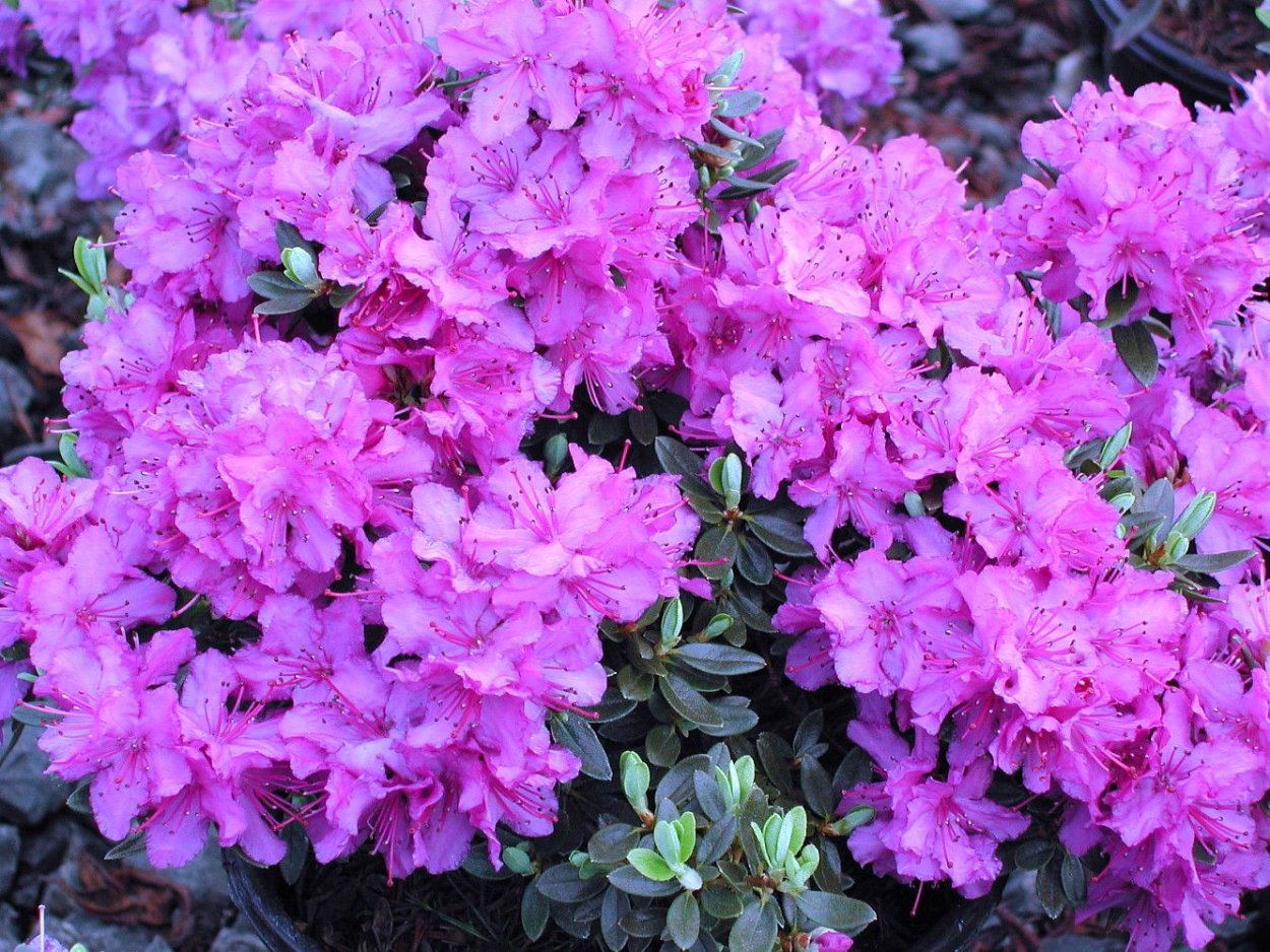 Рододендрон гибридный Libretto