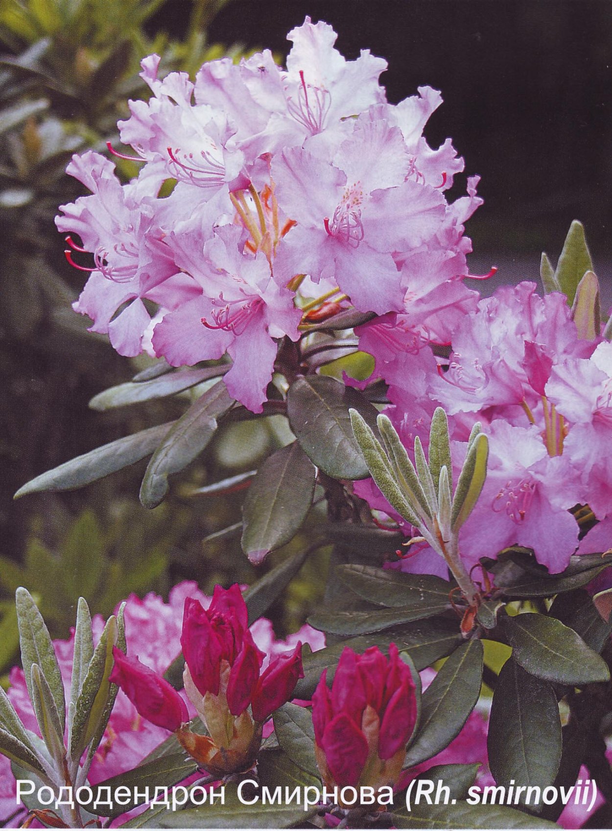 Рододендрон гибридный 'Germania'
