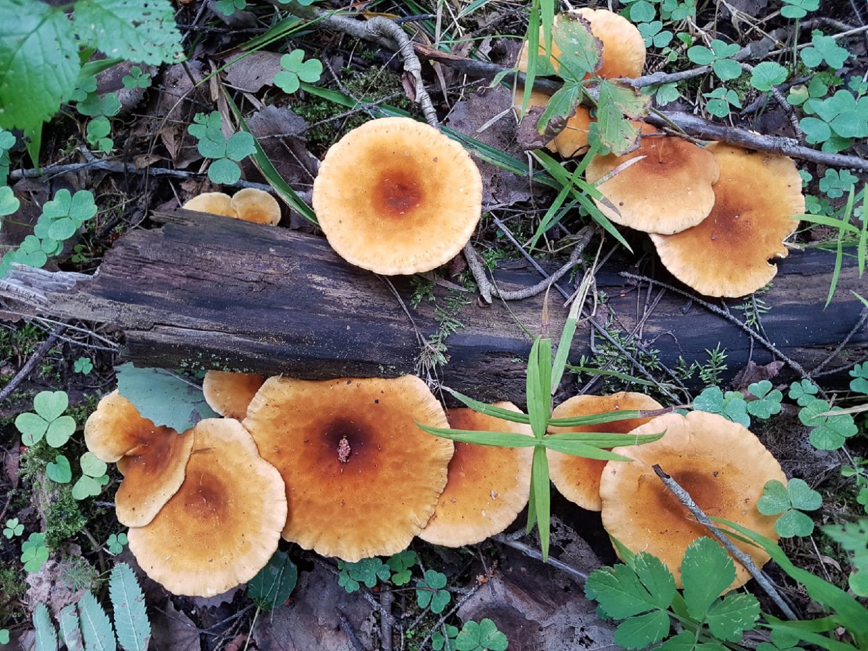 Лисичка Луговая гриб